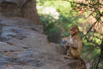 インド　ジャイプルにあるガルタ寺院に向かう道中にいる野生の猿