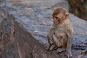 インド　ジャイプルにあるガルタ寺院に向かう道中にいる野生の猿