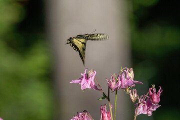 Canadian Tiger Swallowtail flying