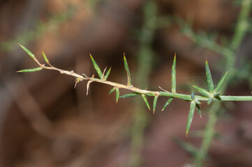 Asparagus aphyllus or Mediterranean asparagus. Asparagus branch with sharp thorns.