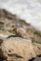 golden mantled squirrel in its natural habitat in Mt. Rainier national Park in Washington state. 