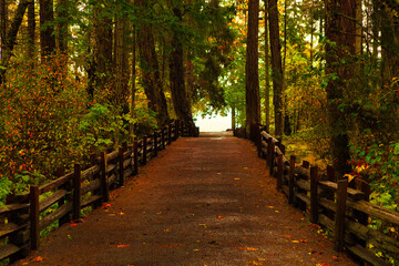 Dirt road passing under the trees transporting us to Mirable Beach, Comox, Vancouver Island, British Colombia, Bc  Canada
