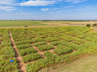 Aerial view of the fun Daze in a Maze