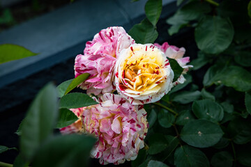 pink and yellow roses