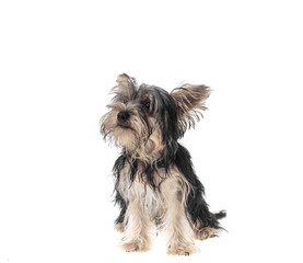 Beautiful and cute black and white yorkshire terrier dog over isolated background. Studio shoot of purebreed yorkie puppy.