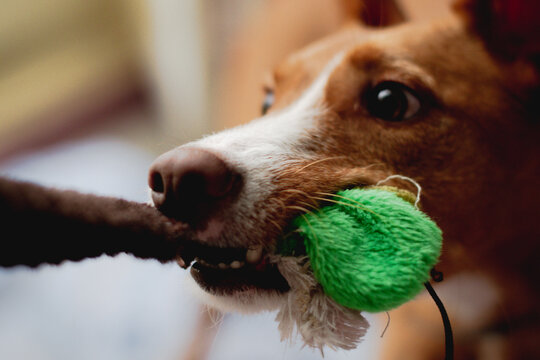 Perro marr&oacute;n y blanco de raza podenco canario mordiendo y jugando con un juguete amarillo.