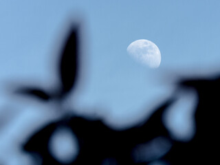 Luna entre las hojas