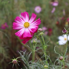 Obraz premium pink cosmos flower