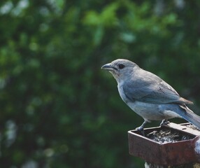 Bluish gray bird looking directly at the camera. Natural blurred background.

