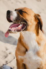 Perro de raza bóxer y color marrón posando en la playa sobre la arena mientras se le cae la baba y posa de manera divertida y despreocupada. 