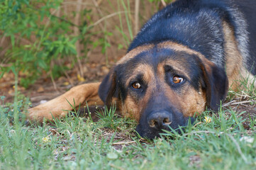 dog with nice look lying on the grass
