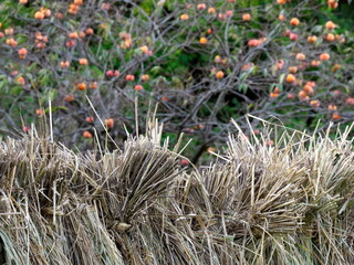 Tokyo,Japan - October 24, 2021: Sun drying harvested rice stalk in Japan
