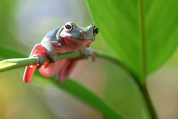tree frog, dumpy frog, green tree frog on leaves and flowers