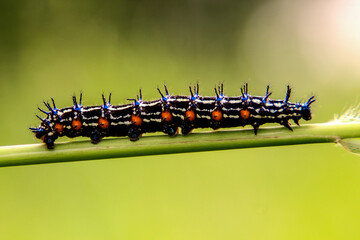 caterpillars on tree branches
