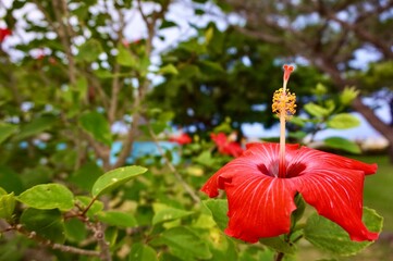 沖縄県宮古島　朝の美しい花　ハイビスカス