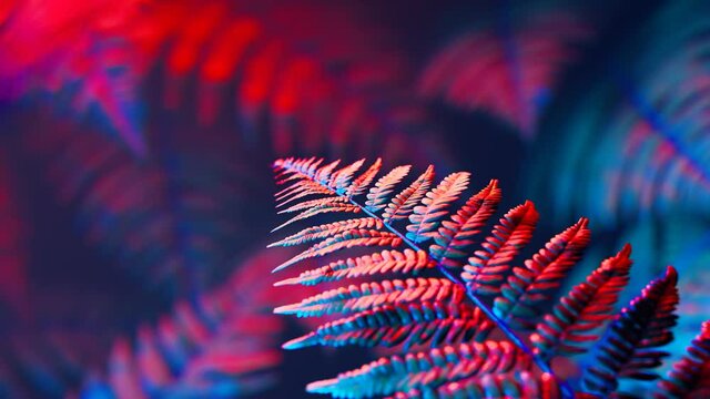 Footage of fern leaves in red end blue neon light. Mysterious atmosphere. Magic.
