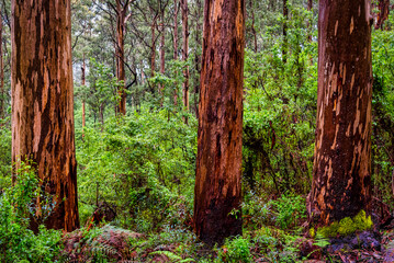 Karri trees in the Valley of the giants in the southwest of WA - obrazy, fototapety, plakaty