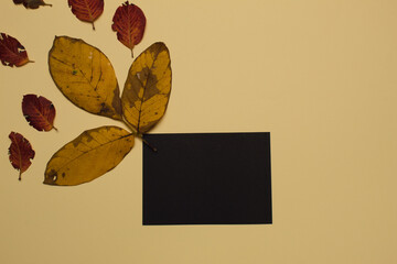Copy space with leaves. Minimal autumn concept.