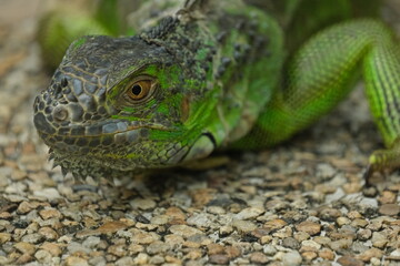 Animals in Singapore