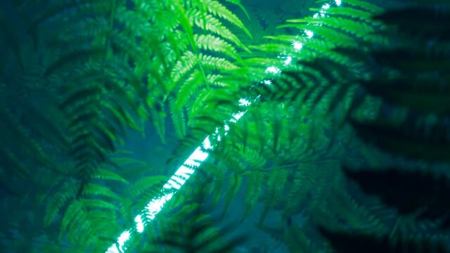 Seamless looping animation of green leaves of ferns with neon light. 4K HD