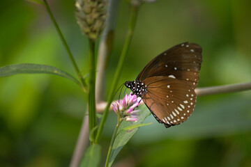 The wings on flower