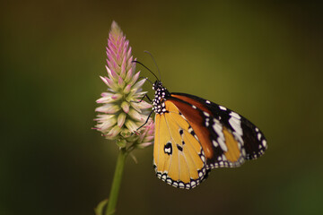 Fototapeta na wymiar The yellow butterfly