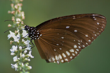 butterfly on flower