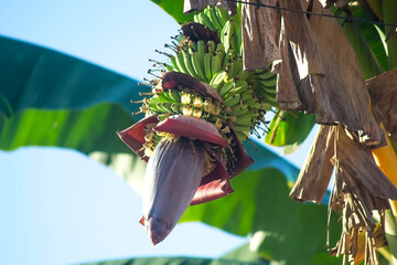 Banana tree with fruit starting to grow. Banana blossom...