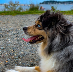portrait of a dog
