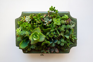 Succulents composition in green neprite planter isolated on white background from a high angle view