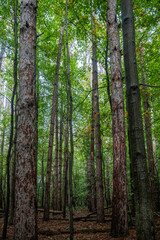 Tall trees with green leaves.