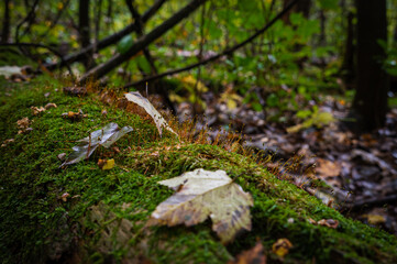 Growing tiny plants over a dead tree.