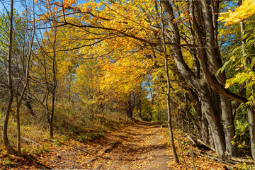 Fall Colors of Mono Cliffs Provincial Park in Ontario showing Autumn forest with yellow green foliage on the trees and brown on the pathway