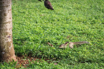 squirrel in the woods