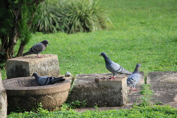 pigeons on the ground