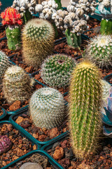 Fototapeta premium Beautiful variety of cactus in pots