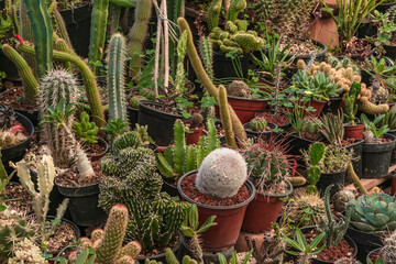 Beautiful variety of cactus in pots