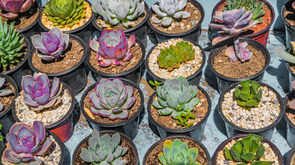 Beautiful colorful variety of succulents in a market