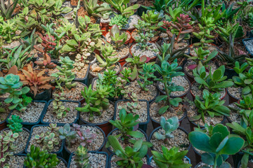 Beautiful colorful variety of succulents in a market