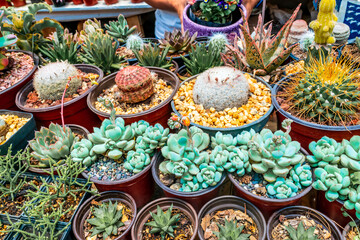 Beautiful colorful variety of succulents in a market