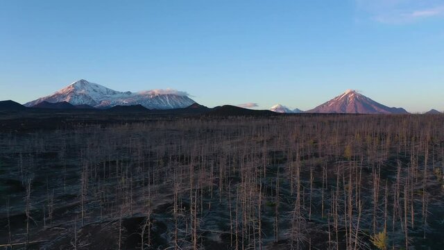 Dead forest in dead lands,  post-apocalypse landscape. Volcano Tolbachik Kamchatka after eruption. Drone video