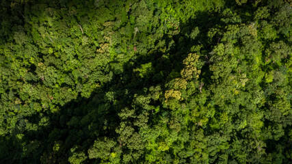 Aerial view tropical rain forest ecosystem and healthy environment concept and background, Texture of nature green tree forest in mountain.