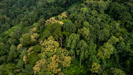 Aerial view tropical rain forest ecosystem and healthy environment concept and background, Texture of nature green tree forest in mountain.