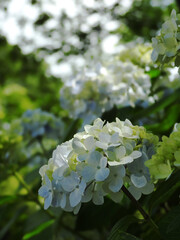 淡い梅雨時の日差し