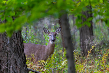 White-tailed deer or Virginia deer  in the autumn forest