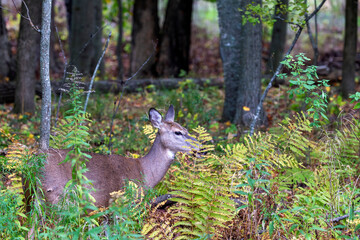 White-tailed deer or Virginia deer  in the autumn forest