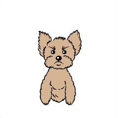 Yorkie ヨークシャーテリア