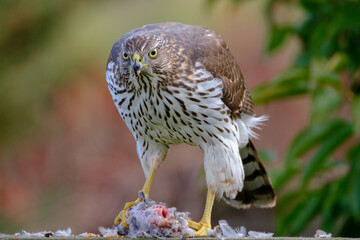 Hawk feeding on mourning dove prey. Cooper’s hawk juvenile.