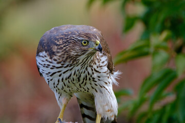 Hawk feeding on mourning dove prey. Cooper’s hawk juvenile.