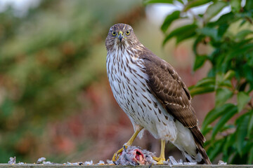 Hawk feeding on mourning dove prey. Cooper’s hawk juvenile.